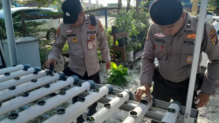 Polsek Kawasan Pelabuhan Dumai Kembangkan Pakcoy Hidroponik Tahap III