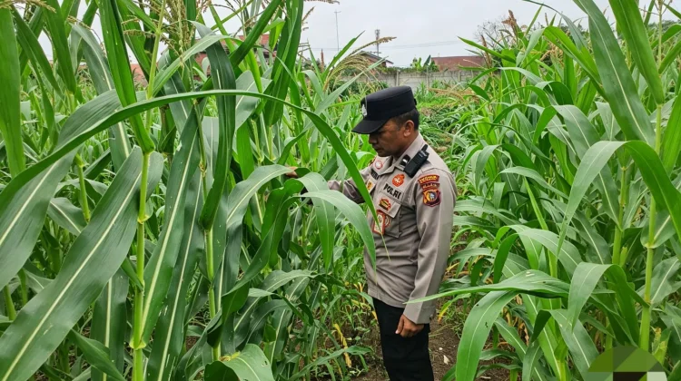 Polsek Kawasan Pelabuhan Dumai Pantau Jagung Ketahanan Pangan