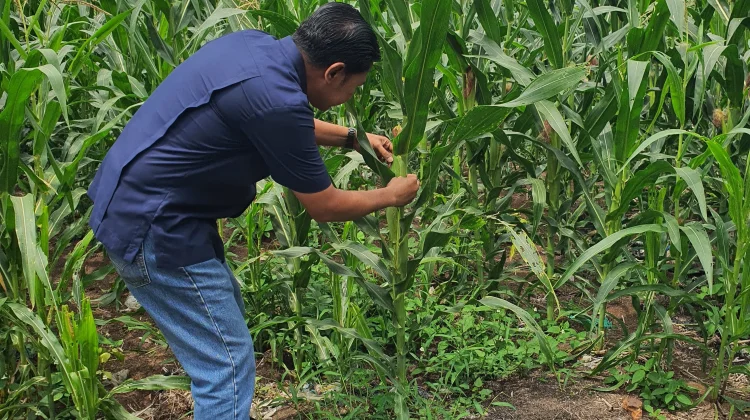 Jagung Mulai Berbuah, Polsek Pelabuhan Terus Lakukan Monitoring