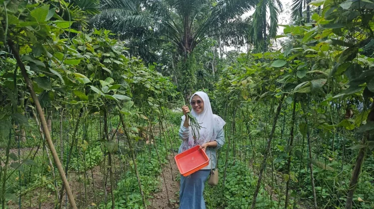 Petani Bengkalis Bagikan Cara Menanam Kacang Panjang agar Tumbuh Optimal