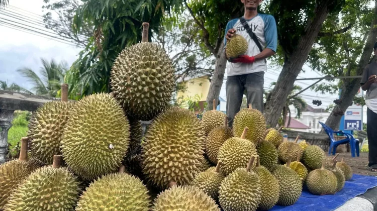 Musim Durian Bengkalis di Prediksi Panen Berlanjut hingga Agustus