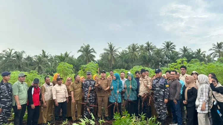 Posal Bengkalis Panen Raya Ubi Dukung Swasembada Pangan Nasional