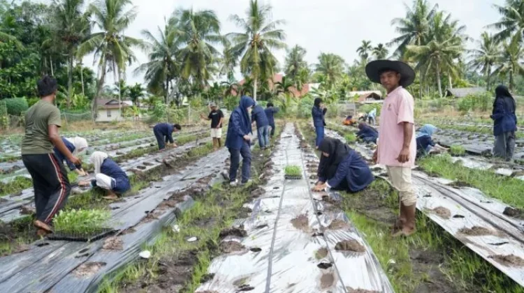 Polbeng Perkuat Pendampingan Desa lewat Penanaman 12.000 Bibit Cabai Merah