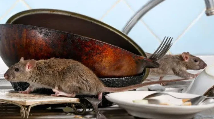 Cara Membasmi Tikus di Rumah dengan Efektif