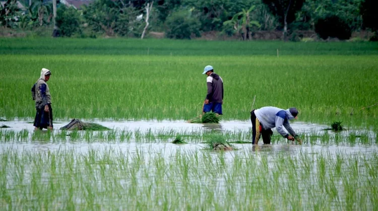Bulog Siap Serap Gabah, Bengkalis Jaga Lahan Sawah Tetap Tersedia