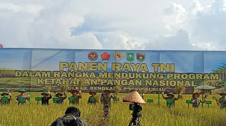 Kasdam dan Wabup Panen Padi di Siak Kecil Sekaligus Streaming bersama Presiden