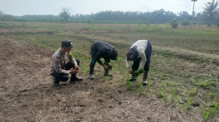 Bhabinkamtibmas Mentayan Dampingi Petani Tanam Padi Dukung Swasembada