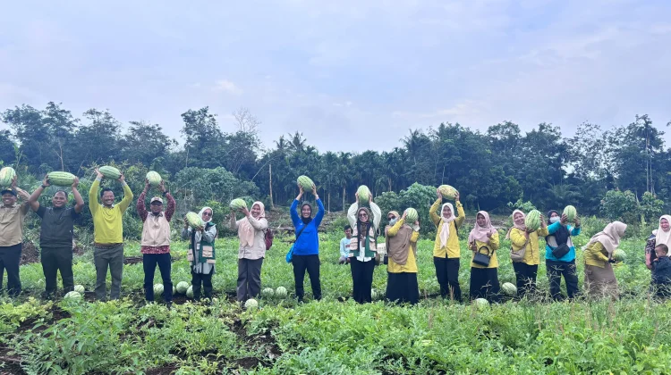 Panen Semangka Pambang, Pengunjung Bisa Petik hingga 10 Agustus