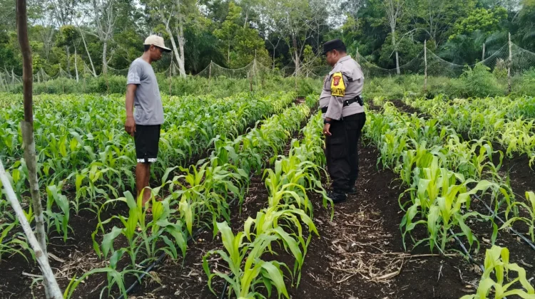 Bhabinkamtibmas Bantan Pantau Jagung BUMDes Dukung Ketahanan Pangan
