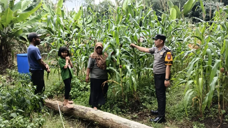 Bhabinkamtibmas Bantan Timur Dukung Panen Jagung Warga demi Ketahanan Pangan