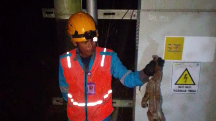 Gangguan Listrik di Bengkalis: PLN Fokus pada Mitigasi Hewan Liar