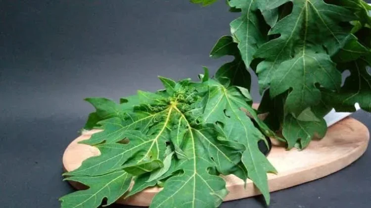 Cara Menghilangkan Rasa Pahit pada Daun Pepaya