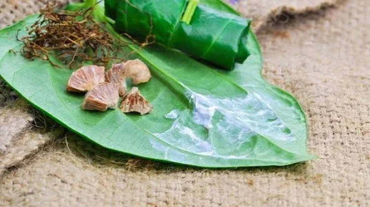 Khasiat Daun Sirih untuk Gigi Kuat