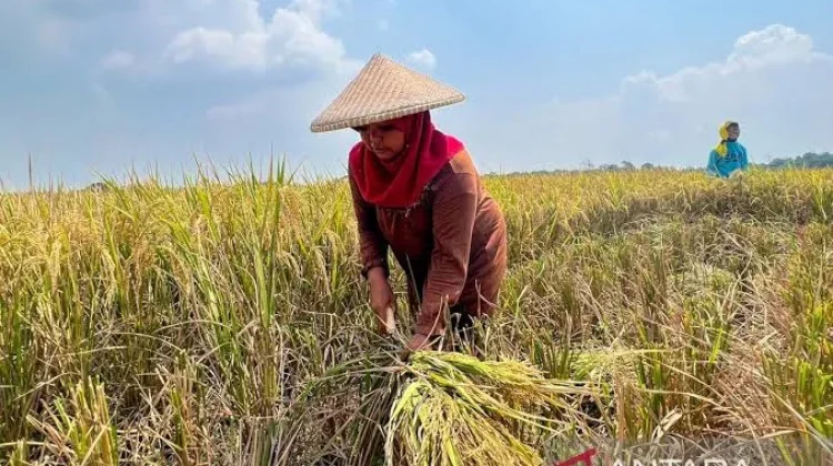 Indonesia Capai Swasembada Beras, Produksi Pecah Rekor dan Impor Dihentikan
