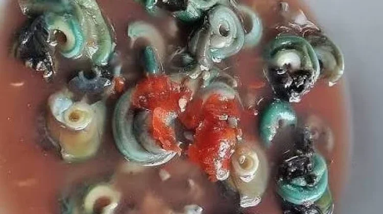 Rujak Batu-Batu Khas Bali, Kuliner Kerang Laut dengan Kuah Asam Pedas