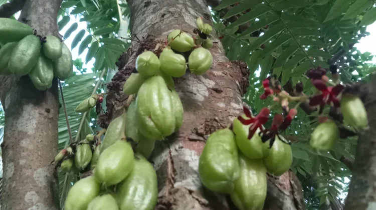 Manfaat Asam Belimbing Wuluh bagi Kesehatan, Buah Lokal yang Kaya Potensi