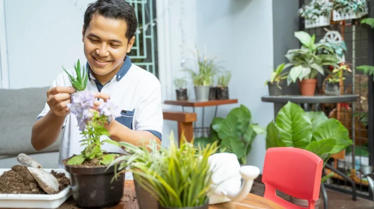 6 Ide Bisnis Tanaman Hias Modal Kecil yang Menguntungkan