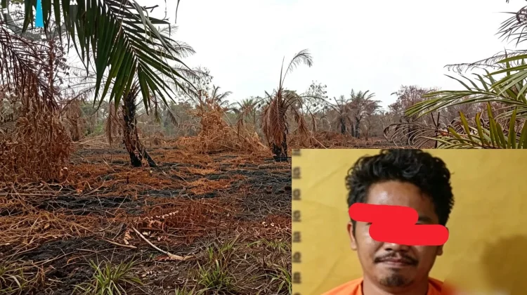 Polres Bengkalis Tetapkan Pemilik Kebun Sawit di Kawasan Hutan Jadi Tersangka