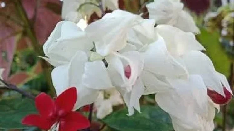 Nona Makan Sirih, Tanaman Hias Cantik dengan Manfaat Tradisional