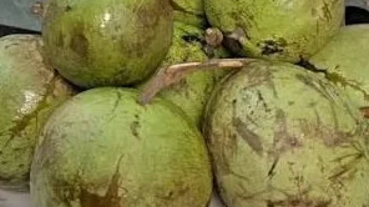 Buah Kenitu, Sawo Duren yang Kaya Nutrisi dan Antioksidan