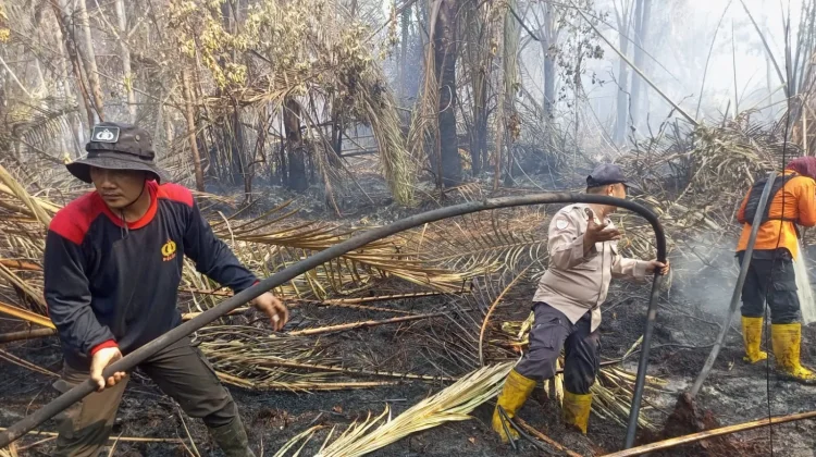 Hari Kelima, Karhutla Teluk Lancar Masih Asap, Tim Gabungan Lakukan Pendinginan