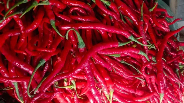 Harga Cabai di Pasar Terubuk Bengkalis Masih Melambung