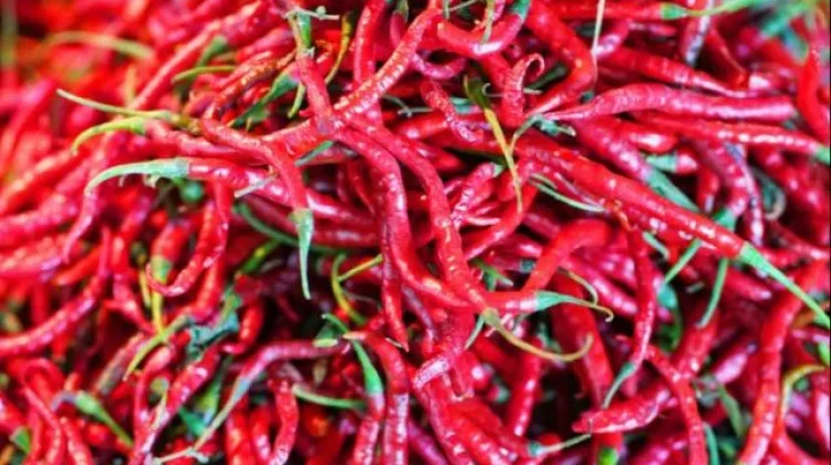 Harga Cabai Merah Keriting di Pasar Terubuk Bengkalis Capai Rp95 Ribu per Kilogram