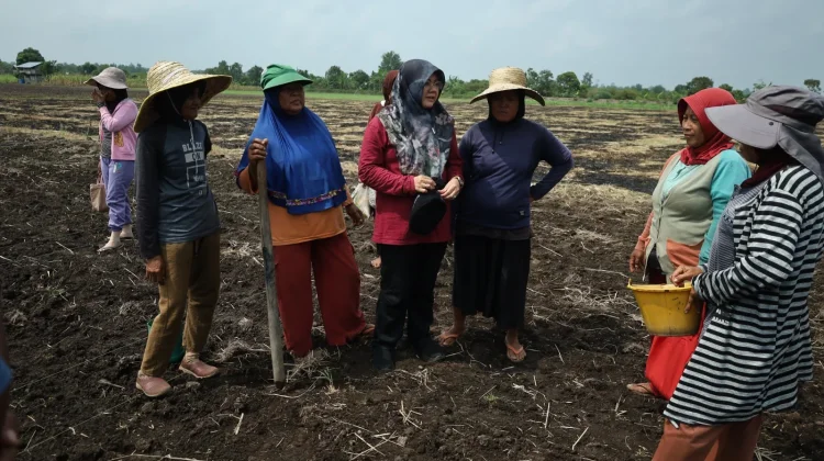 Petani Teluk Lanus Keluhkan Irigasi dan Keterbatasan Traktor
