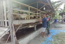Babinsa Mandau Periksa Kesehatan Ternak Cegah Wabah PMK
