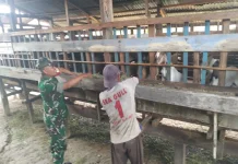 Babinsa Pantau Ternak, PMK Nihil di Rangsang
