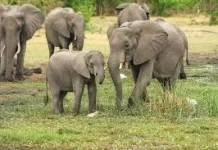 Kawanan Gajah Sumatra Rusak Mes Karyawan Perusahaan