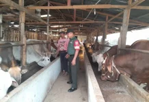Serma Fauzi Pantau Sapi Cegah Penyakit Mulut Kuku