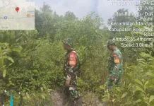 Babinsa Mandau  Patroli Titik Hotspot Karhutla Cegah Karhutla