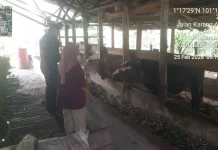 Sertu Ahmad Junaidi Pantau Ternak Cegah Penyebaran PMK