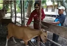 DTPHP Bengkalis Terima 500 Dosis Vaksin untuk Jembrana