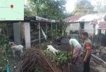 Sertu Fikri Pantau Ternak Cegah Penyakit PMK Masyarakat