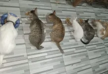 Memilih Makanan Kucing yang Tepat: Panduan untuk Pemilik Kucing