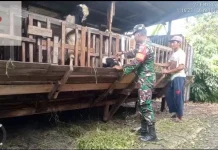 Serda Zulkarnaen Pantau Ternak Cegah Penyebaran PMK