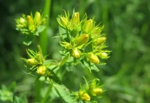 St John’s Wort Herbal Alami untuk Kesehatan Mental