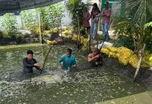Lapas Bengkalis Panen 180 Kg Patin