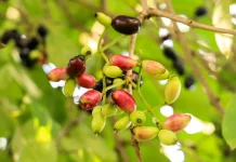 Buah Jamblang, Kaya Manfaat Bagi Kesehatan Tubuh