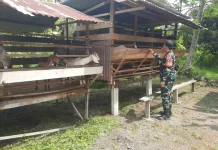 Babinsa Kopda Alif Intensif Pantau Wabah PMK