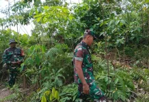 Patroli Rutin Babinsa Mandau Cegah Karhutla