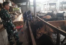 Serka Alinapsi Terus Pantau PMK Ternak Warga