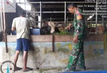 Babinsa Mandau Gencar Pantau Ternak Antisipasi Penyakit