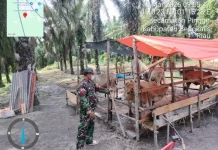 Babinsa dan Dinas Peternakan Pantau PMK Ternak