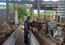 Pantauan Rutin Babinsa Cegah Ternak Penyakit Mulut Kuku