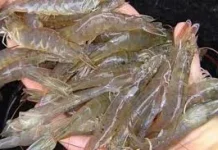 Cara Budidaya Udang Vaname di Kolam Terpal