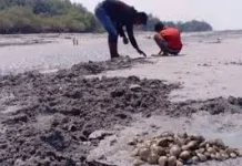 Cara Mencari Kerang di Pantai