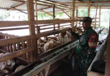 Pemantauan Rutin Babinsa 03/Mandau Cegah PMK